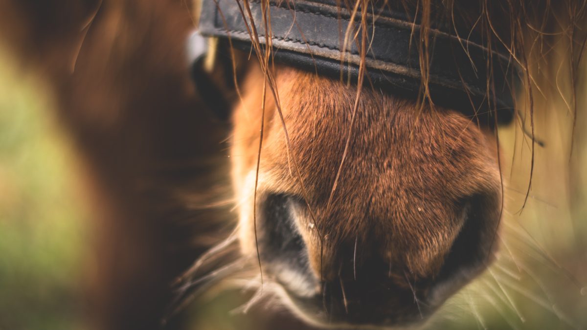 Replacer les chevaux et les ânes au coeur de la cité